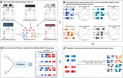 WAFNRLTG: A Novel Model for Predicting LncRNA Target Genes Based on Weighted Average Fusion Network Representation Learning Method